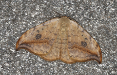 Pebble Hook-tip (Drepana falcataria)