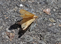 Yellow Shell (Camptogramma bilineata)