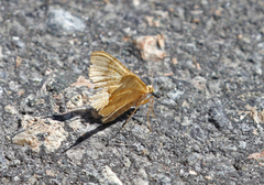 Yellow Shell (Camptogramma bilineata)