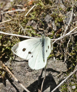 Liten kålsommerfugl (Pieris rapae)