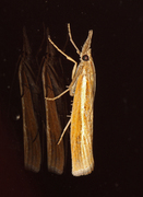Common Grass-veneer (Agriphila tristella)