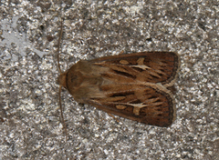 Antler Moth (Cerapteryx graminis)