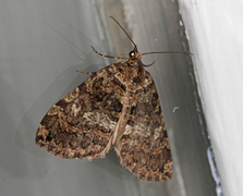 July Highflyer (Hydriomena furcata)