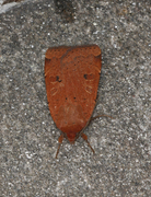 Lesser Yellow Underwing (Noctua comes)