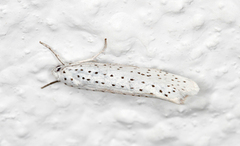 Heggspinnmøll (Yponomeuta evonymella)