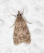 Skogmosemott (Eudonia lacustrata)