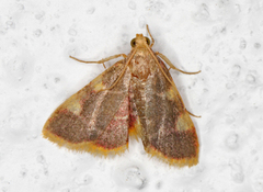 Purpurhalmmott (Hypsopygia costalis)