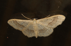 Vinkelengmåler (Idaea aversata)