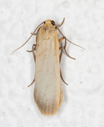 Barlavspinner (Eilema depressa)