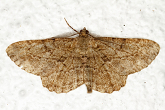 Willow Beauty (Peribatodes rhomboidaria)