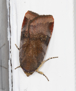Lesser Broad-bordered Yellow (Noctua janthe)
