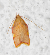 Long-horned Flat-body (Carcina quercana)