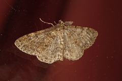 Satin Beauty (Deileptenia ribeata)