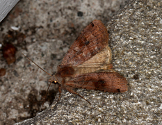 Dotted Clay (Xestia baja)
