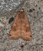 Dotted Clay (Xestia baja)