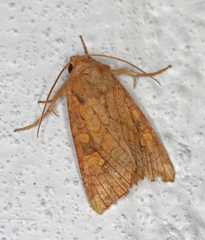 Stengelfly (Amphipoea)