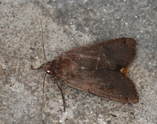 Large Yellow Underwing (Noctua pronuba)