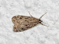 Ground-moss Grey (Eudonia truncicolella)