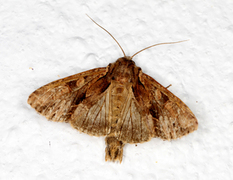 Stort engfly (Apamea monoglypha)