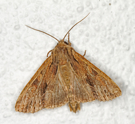 Stort engfly (Apamea monoglypha)