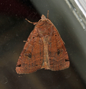 Dotted Clay (Xestia baja)