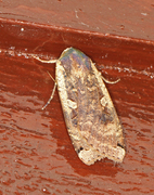 Large Yellow Underwing (Noctua pronuba)