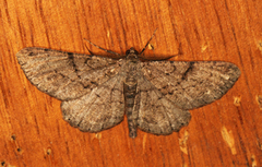 Willow Beauty (Peribatodes rhomboidaria)