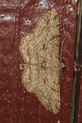 Willow Beauty (Peribatodes rhomboidaria)