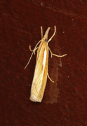 Common Grass-veneer (Agriphila tristella)