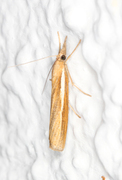 Common Grass-veneer (Agriphila tristella)