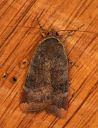 Lesser Broad-bordered Yellow (Noctua janthe)