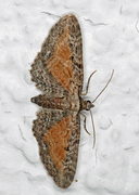 Rustdvergmåler (Eupithecia icterata)