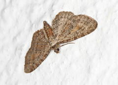 Rustdvergmåler (Eupithecia icterata)