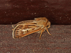 Antler Moth (Cerapteryx graminis)