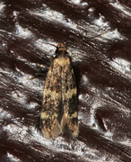 Oegoconia deauratella