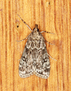 Ground-moss Grey (Eudonia truncicolella)