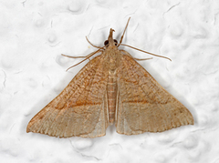 Neslenebbfly (Hypena proboscidalis)