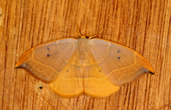 Oak Hook-tip (Watsonalla binaria)