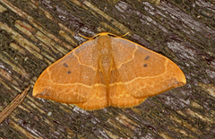 Oak Hook-tip (Watsonalla binaria)