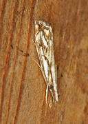 Chequered Grass-veneer (Catoptria falsella)
