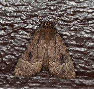 Rødt pyramidefly (Amphipyra pyramidea)