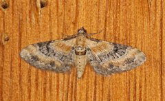 Torskemunndvergmåler (Eupithecia linariata)