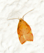 Long-horned Flat-body (Carcina quercana)