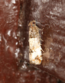 Prydrosevikler (Notocelia incarnatana)
