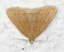 Gråbrunt viftefly (Herminia tarsipennalis)