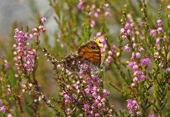 Sørringvinge (Lasiommata megera)