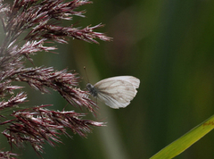 Green-veined White (Pieris napi)