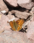 Queen of Spain Fritillary (Issoria lathonia)