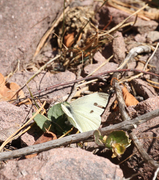 Small White (Pieris rapae)