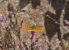 Queen of Spain Fritillary (Issoria lathonia)